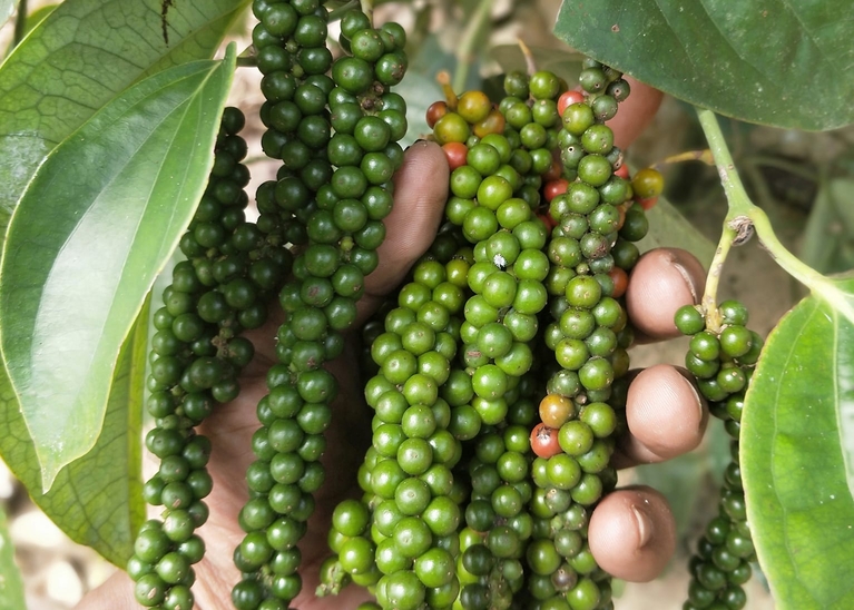 MOVA GLOBAL COMMODITY – black pepper Photo 3